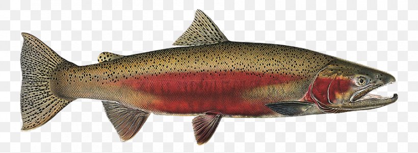 Fish Fish Sockeye Salmon Fish Products Trout, PNG, 900x331px, Fish, Coho, Fish Products, Oily Fish, Oncorhynchus Download Free