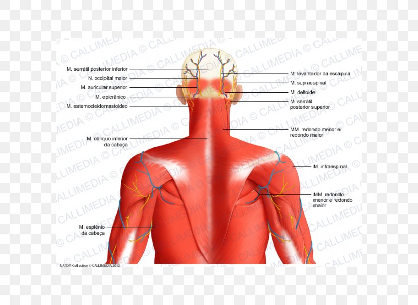 Head And Neck Anatomy Posterior Triangle Of The Neck Posterior Auricular Artery Posterior Auricular Muscle, PNG, 600x600px, Watercolor, Cartoon, Flower, Frame, Heart Download Free