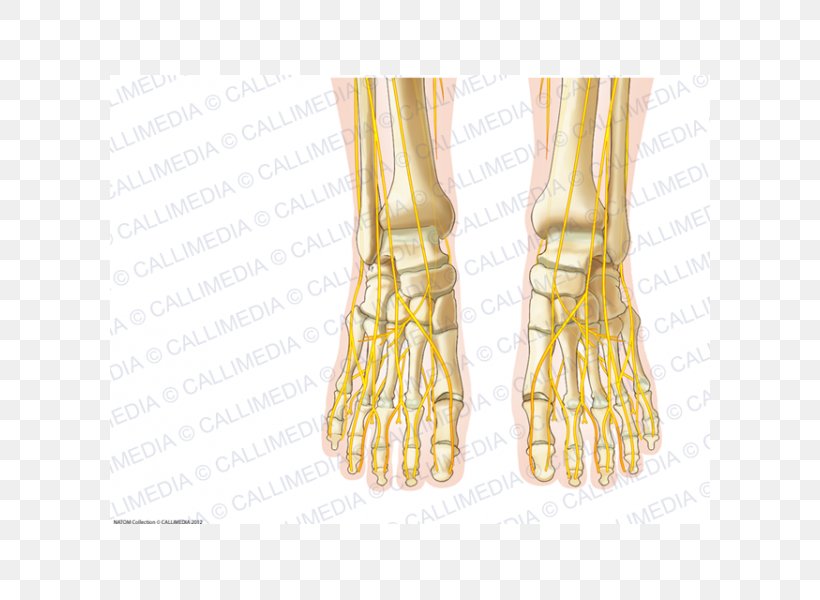 Human Anatomy Foot Nerve Nervous System, PNG, 600x600px, Watercolor, Cartoon, Flower, Frame, Heart Download Free