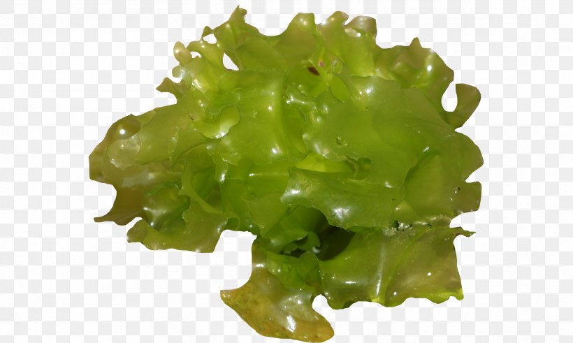 Sea Lettuce Leaf Vegetable North Sea, PNG, 2362x1417px, Sea Lettuce, Chives, Dog Cockle, Fishing Area, Ghuba Download Free