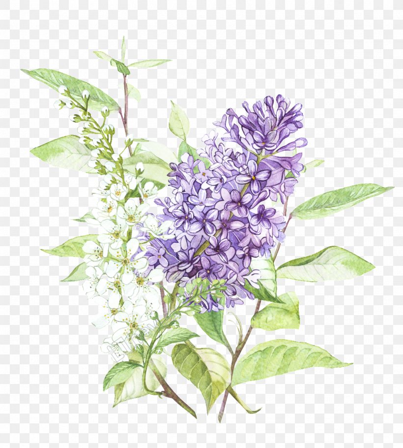 Stock Photography Vector Graphics Illustration Image Common Lilac, PNG, 1024x1137px, Stock Photography, Buddleia, Common Lilac, Drawing, Flower Download Free