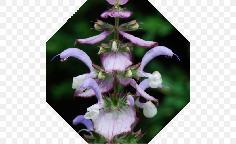 Clary Common Sage Essential Oil Aromatherapy, PNG, 500x500px, Clary, Aromatherapy, Cananga Odorata, Common Sage, Essential Oil Download Free