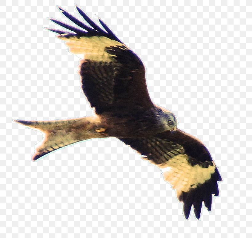 Eagle Buzzard Hawk Beak Falcon, PNG, 785x775px, Eagle, Accipitriformes, Beak, Bird, Bird Of Prey Download Free