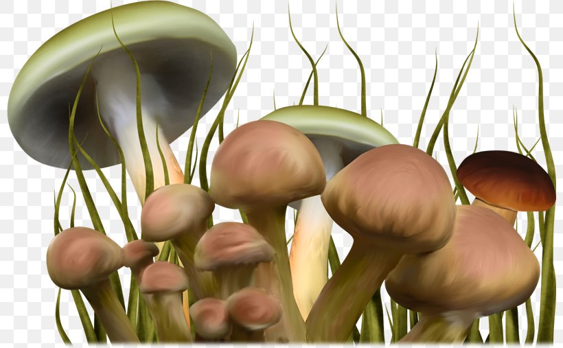 Psilocybin Mushroom Clip Art, PNG, 800x507px, Mushroom, Data Compression, Fairy Tale, Fungus, Lossless Compression Download Free