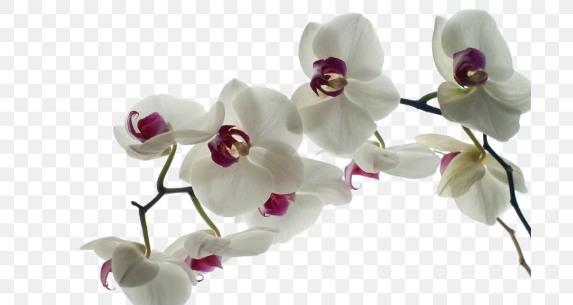 Rare Orchids Desktop Wallpaper Yellow, PNG, 700x437px, Orchids, Black And White, Blossom, Branch, Color Download Free