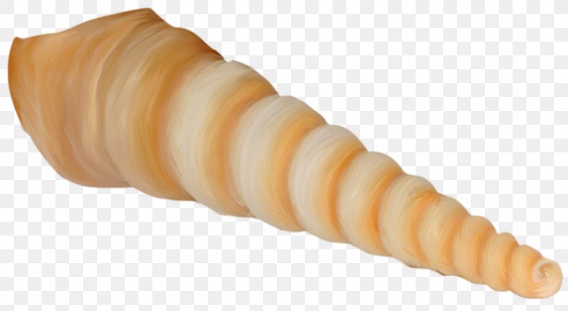 Seafood Seashell Clip Art, PNG, 1110x608px, Seafood, Fish, Material, Orange, Seashell Download Free