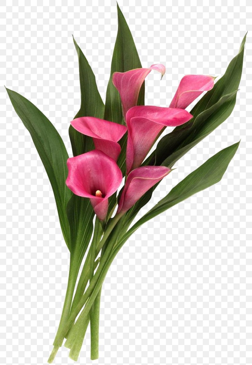 calla lilies clipart free