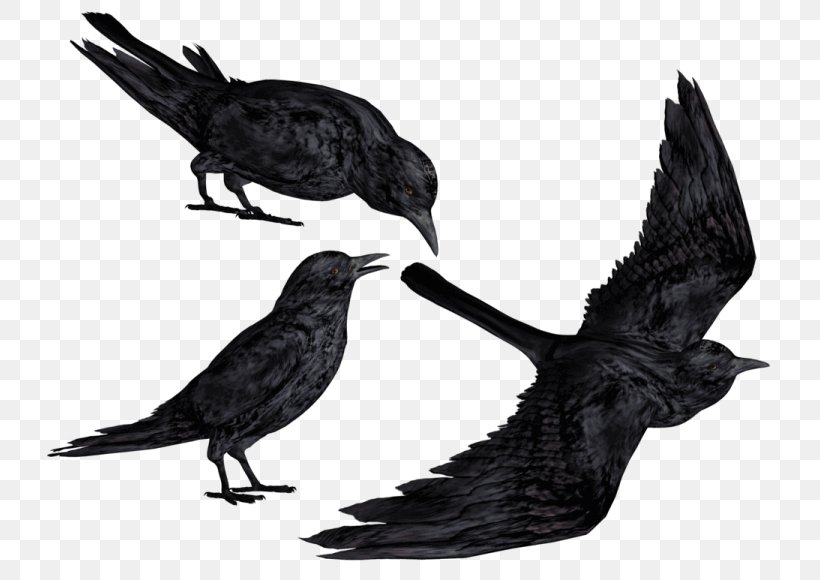 Common Raven Clip Art Bald Eagle Crow, PNG, 768x580px, Common Raven, Bald Eagle, Beak, Bird, Blackbird Download Free