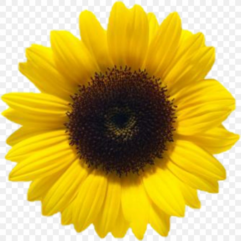 Common Sunflower Clip Art, PNG, 1024x1024px, Common Sunflower, Daisy Family, Display Resolution, Flower, Flowering Plant Download Free