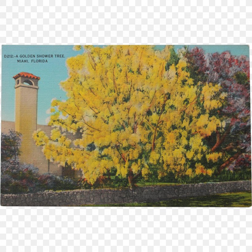 Ginkgo Biloba Tree, PNG, 1647x1647px, Ginkgo Biloba, Autumn, Branch, Flower, Maidenhair Tree Download Free