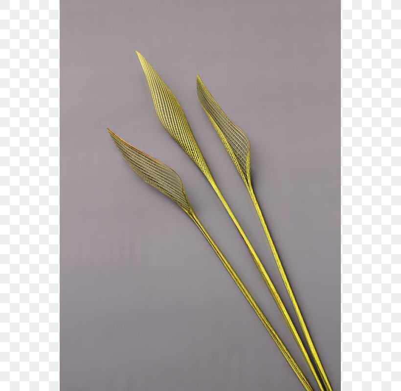 Grasses Commodity Plant Stem, PNG, 800x800px, Grasses, Commodity, Feather, Grass Family, Plant Download Free