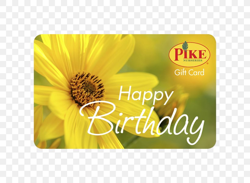 Nursery Pike Nurseries Acquisition, LLC Garden Centre Sunflower M, PNG, 600x600px, Nursery, Birthday, Daisy Family, Flower, Flowering Plant Download Free