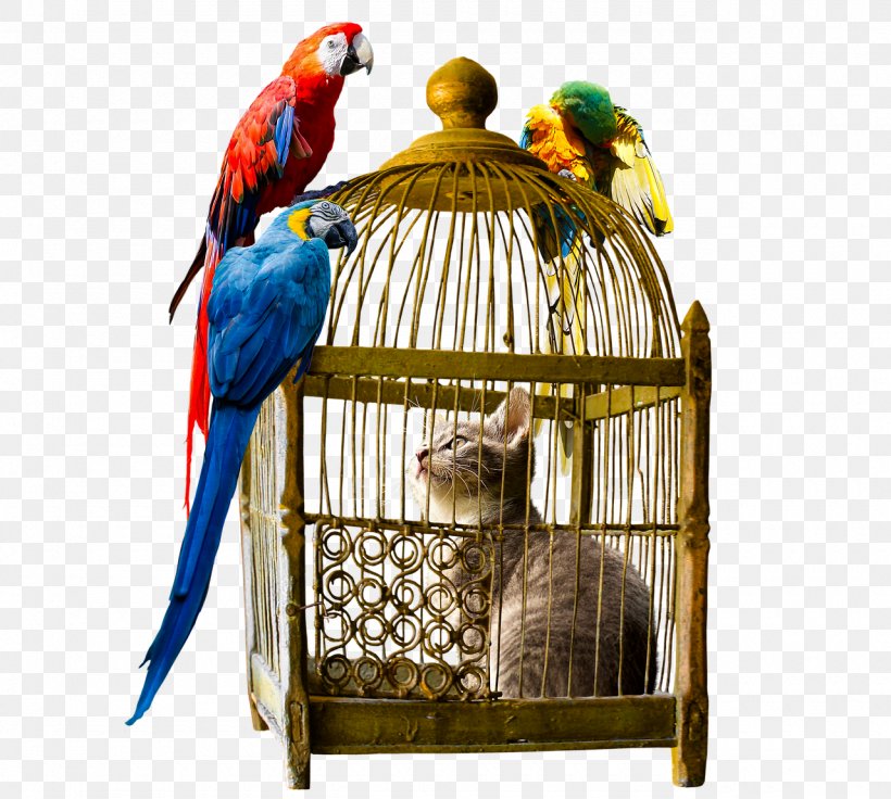 Parrot Birdcage Birdcage Macaw, PNG, 1280x1149px, Parrot, Beak, Bird, Bird Supply, Birdcage Download Free