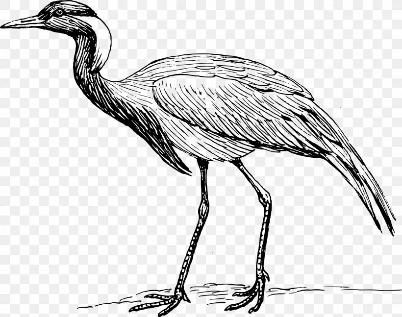 Red-crowned Crane Bird Clip Art, PNG, 2400x1894px, Crane, Artwork, Beak, Bird, Black And White Download Free