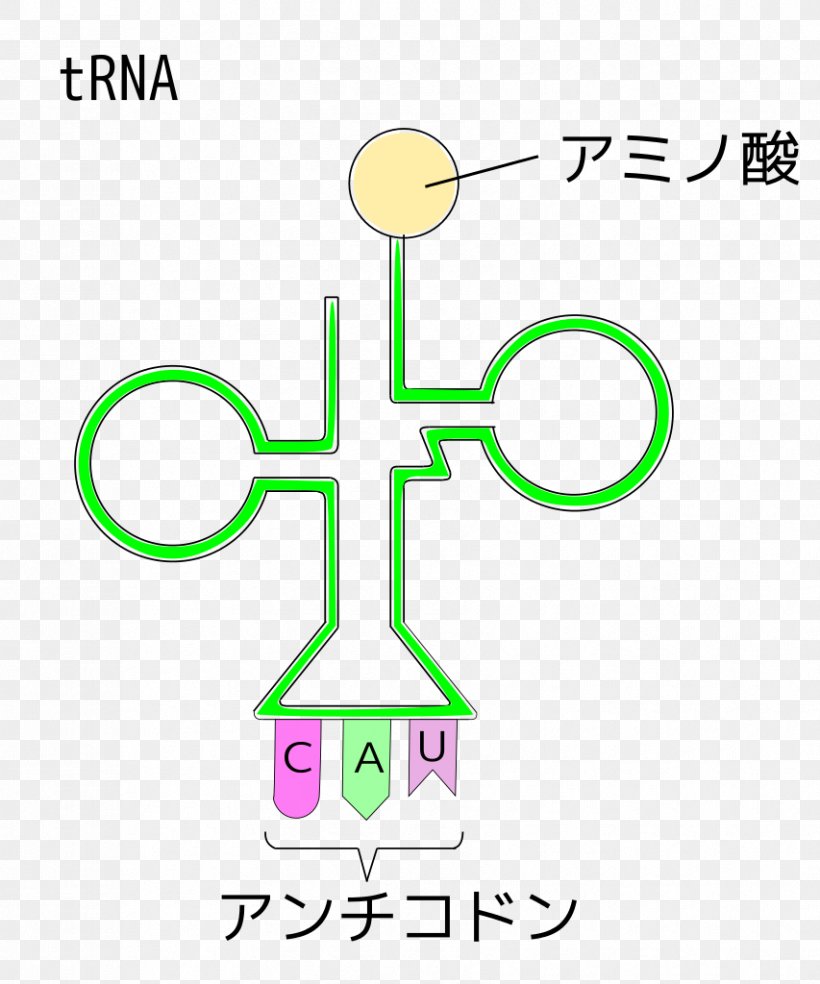 Transfer RNA Organism Anticodon, PNG, 853x1024px, Transfer Rna, Amino Acid, Amino Acid Synthesis, Anticodon, Area Download Free