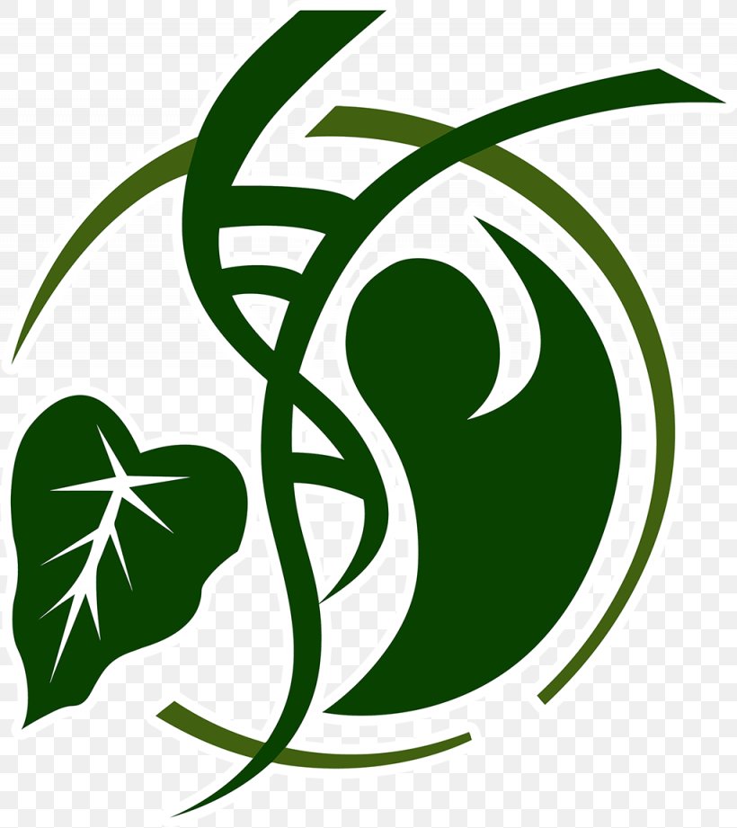 Hawaii Superman Logo Clip Art, PNG, 1025x1152px, Hawaii, Deviantart, Disease, Flora, Flowering Plant Download Free