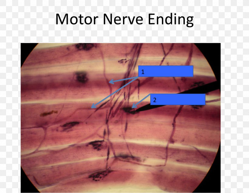 Motor Nerve Free Nerve Ending Nervous System Nervous Tissue Axon Terminal, PNG, 1352x1049px, Watercolor, Cartoon, Flower, Frame, Heart Download Free