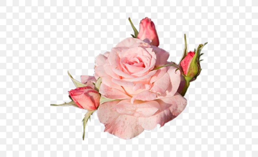 Pink Flowers Rose, PNG, 500x500px, Flower, Blue, Cut Flowers, Floral Design, Floribunda Download Free
