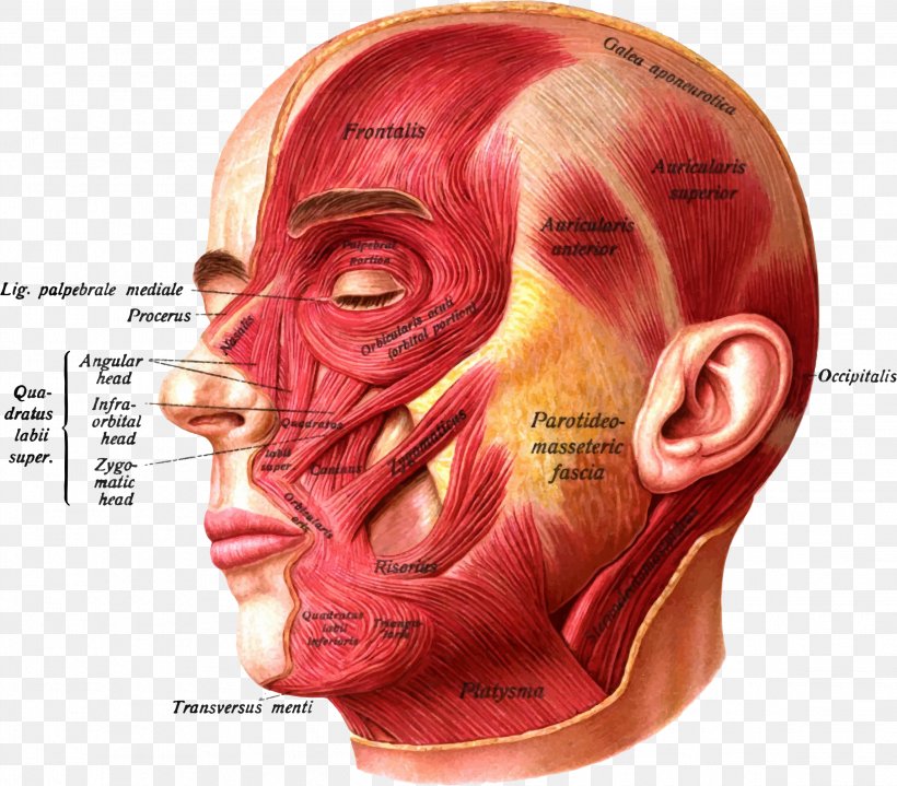 Superior Auricular Muscle Anterior Auricular Muscle Zygomaticus Major Muscle Nasalis Muscle, PNG, 2292x2010px, Watercolor, Cartoon, Flower, Frame, Heart Download Free