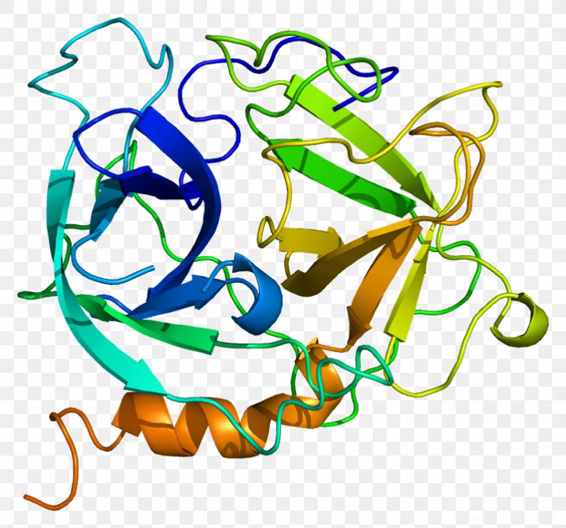 Azurocidin 1 Neutrophil Protein Elastase Heparin, PNG, 822x767px, Neutrophil, Area, Art, Artwork, E Coli Download Free
