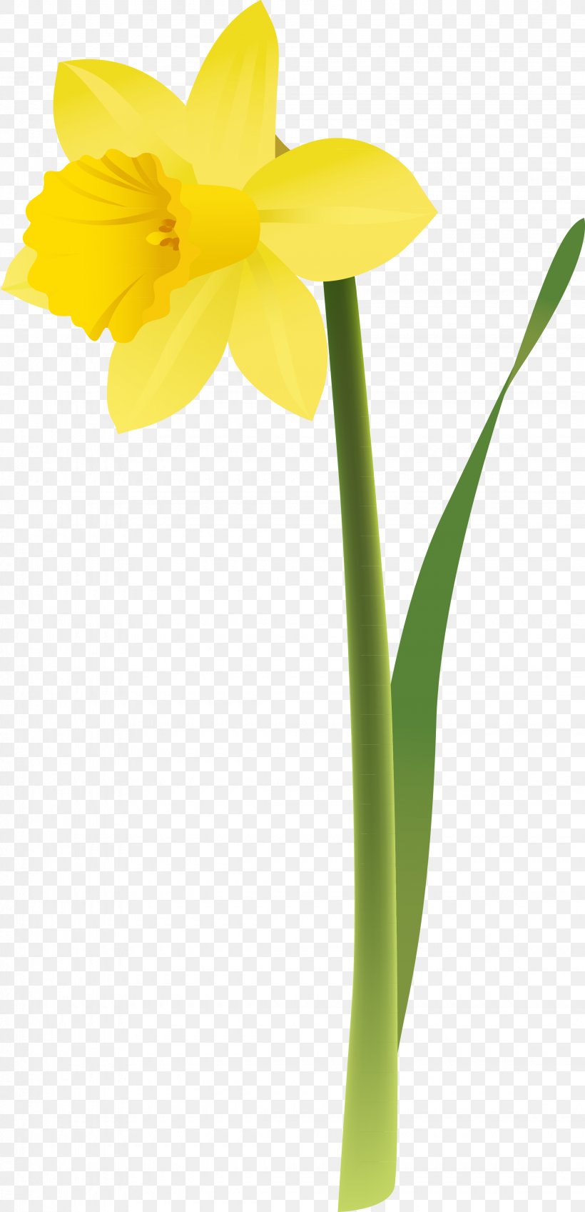 Daffodil Flower Clip Art, PNG, 2260x4679px, Daffodil, Amaryllis Family, Cut Flowers, Flower, Flowering Plant Download Free