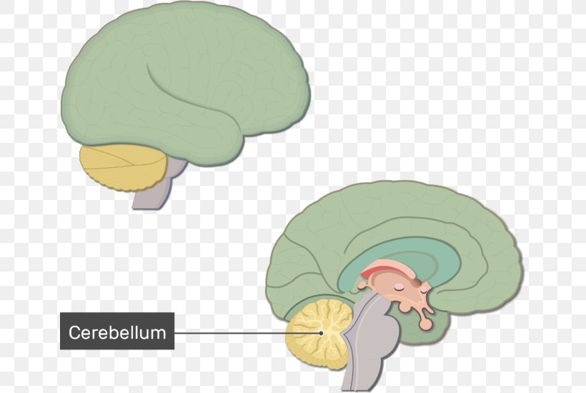 Human Brain Anatomy Brainstem Nervous System, PNG, 651x550px, Watercolor, Cartoon, Flower, Frame, Heart Download Free