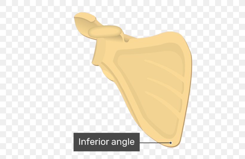 Inferior Angle Of The Scapula Levator Scapulae Muscle Anatomy, PNG, 770x533px, Scapula, Anatomy, Beige, Bone, Diagram Download Free