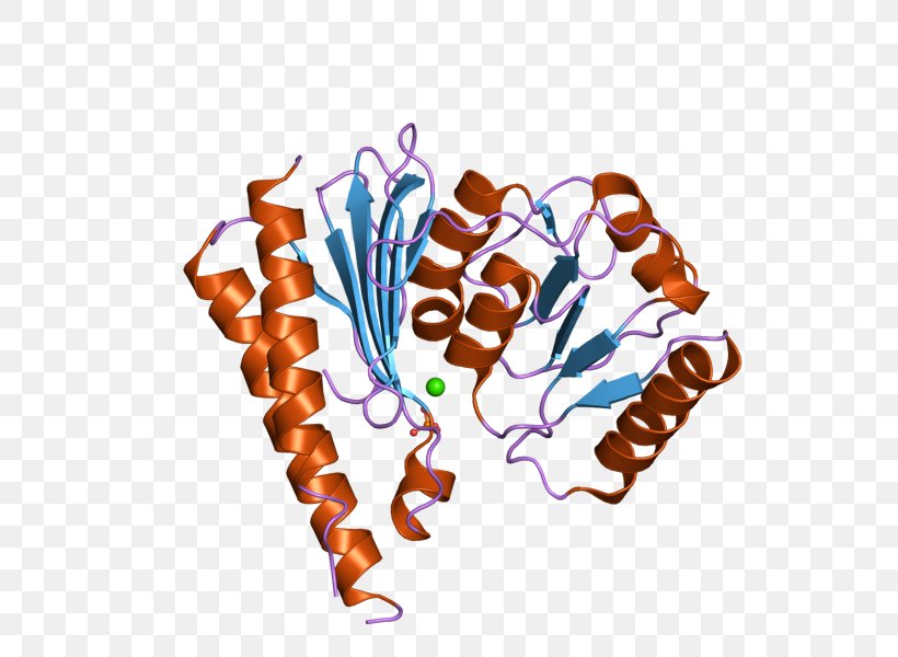 Inositol Monophosphatase 2 Food Clip Art, PNG, 800x600px, Inositol Monophosphatase 2, Enzyme, Food, Gene, Homo Sapiens Download Free