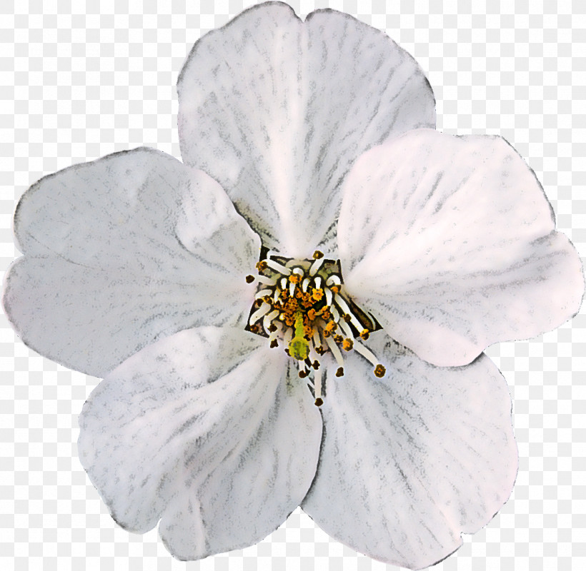 White Flower Petal Plant Cinquefoil, PNG, 1113x1086px, White, Blossom, Cinquefoil, Flower, Petal Download Free