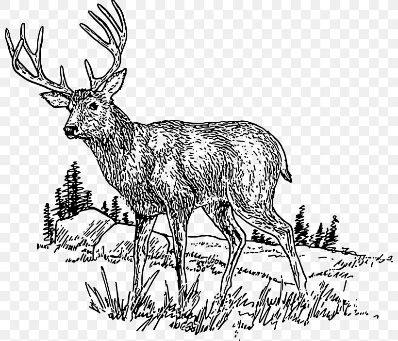 White-tailed Deer Download Clip Art, PNG, 800x703px, Deer, Antler, Black And White, Elk, Fauna Download Free