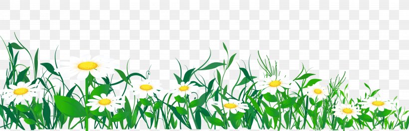 Common Daisy Clip Art, PNG, 3872x1244px, Common Daisy, Blog, Chamaemelum Nobile, Chamomile, Commodity Download Free