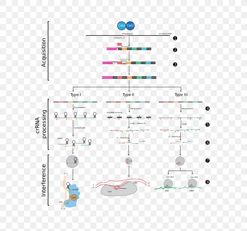 CRISPR RNA Interference Cas1 Cas9, PNG, 593x768px, Crispr, Area, Bacteriophage, Diagram, Gene Download Free