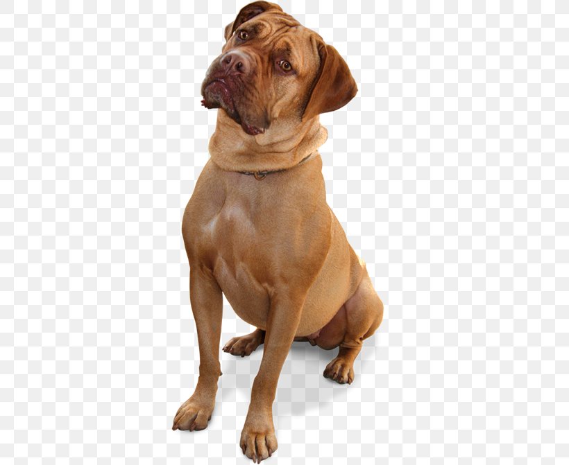 Dog–cat Relationship Veterinarian Pet Puppy, PNG, 419x671px, Cat, Animal, Assistance Dog, Boerboel, Boxer Download Free