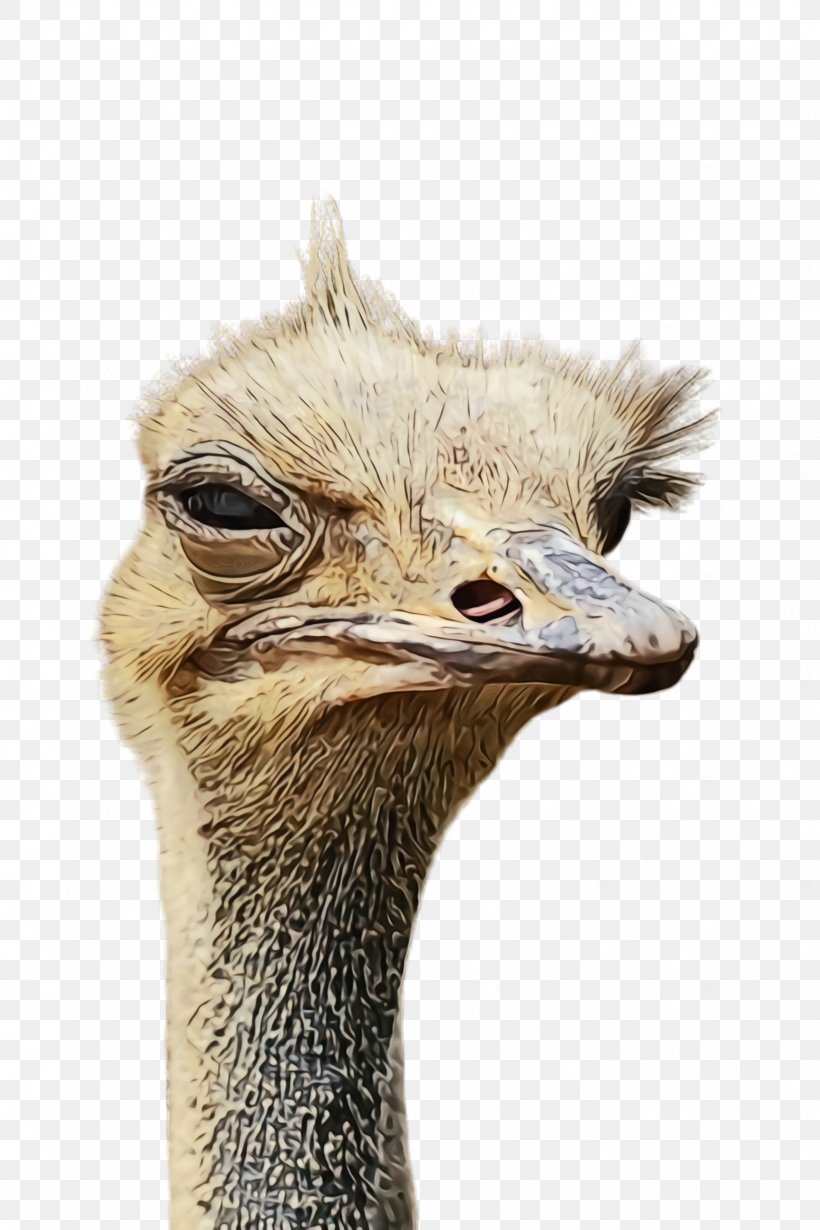 Ostrich Flightless Bird Ratite Bird Emu, PNG, 1632x2448px, Watercolor, Beak, Bird, Casuariiformes, Closeup Download Free