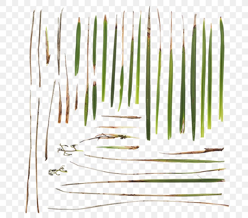 Product Design Line Grasses, PNG, 720x720px, Grasses, Grass, Grass Family Download Free