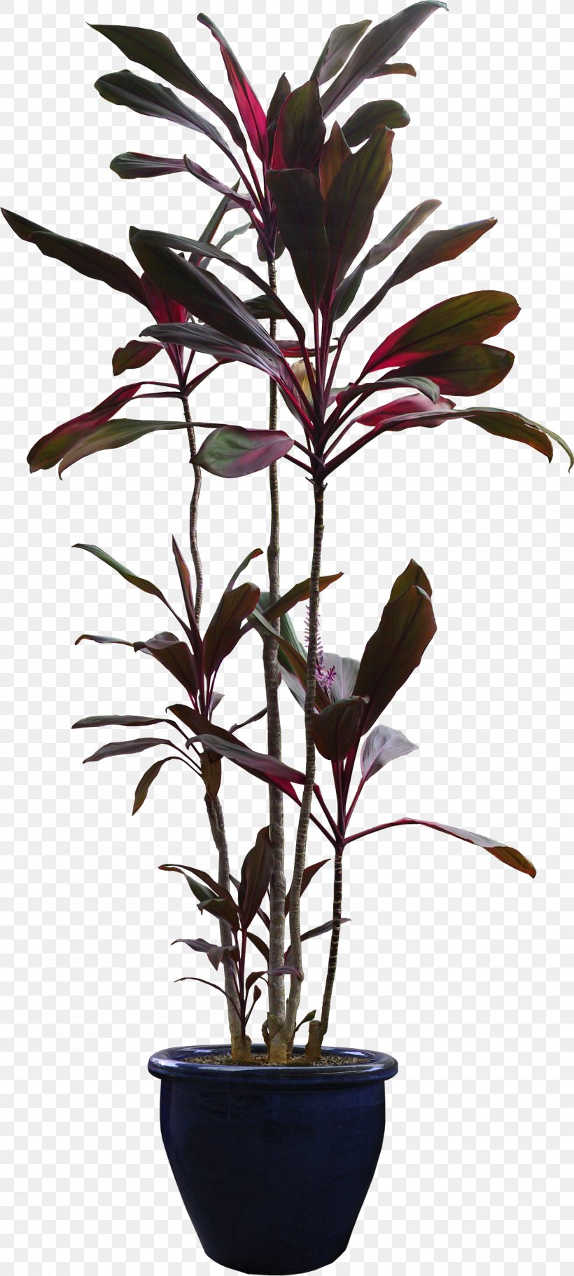 Tree Flowerpot Plant, PNG, 1519x3373px, Tree, Bonsai, Branch, Evergreen, Flower Download Free