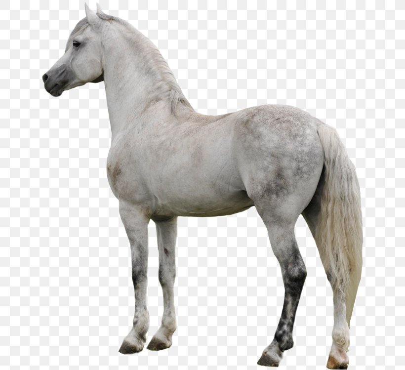 Horse Cartoon, PNG, 652x749px, Appaloosa, American Paint Horse, Andalusian Horse, Animal Figure, Arabian Horse Download Free
