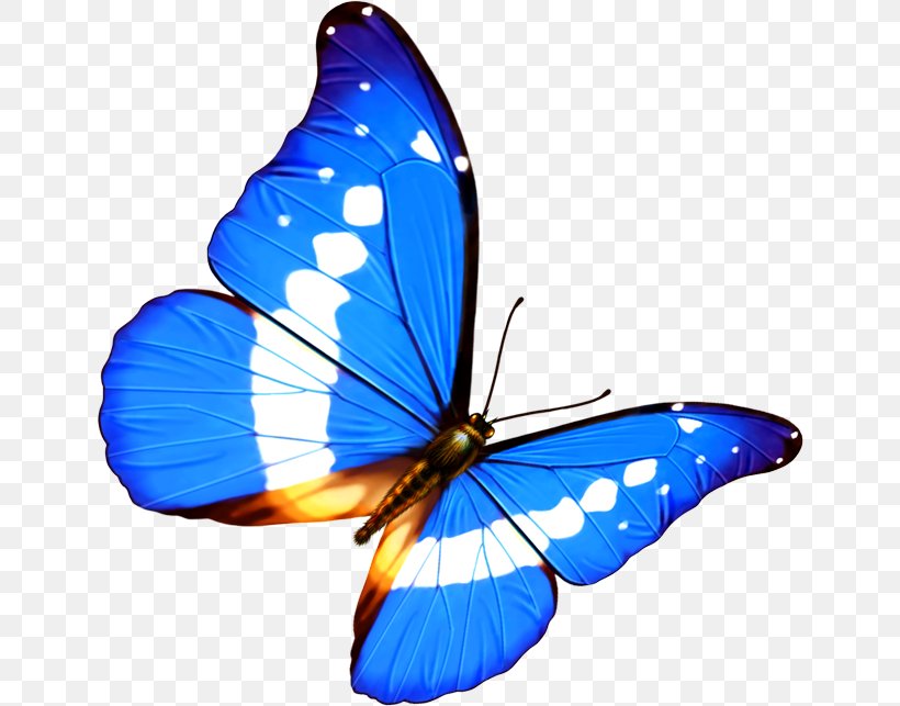 Butterfly Transparency And Translucency Android, PNG, 644x643px, Butterfly, Android, Blue, Brush Footed Butterfly, Cobalt Blue Download Free