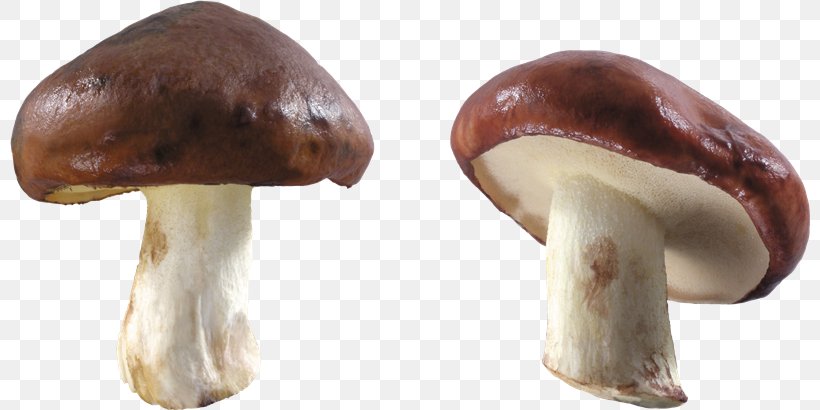 Common Mushroom Clip Art, PNG, 800x410px, Mushroom, Amanita Muscaria, Common Mushroom, Edible Mushroom, Fungus Download Free