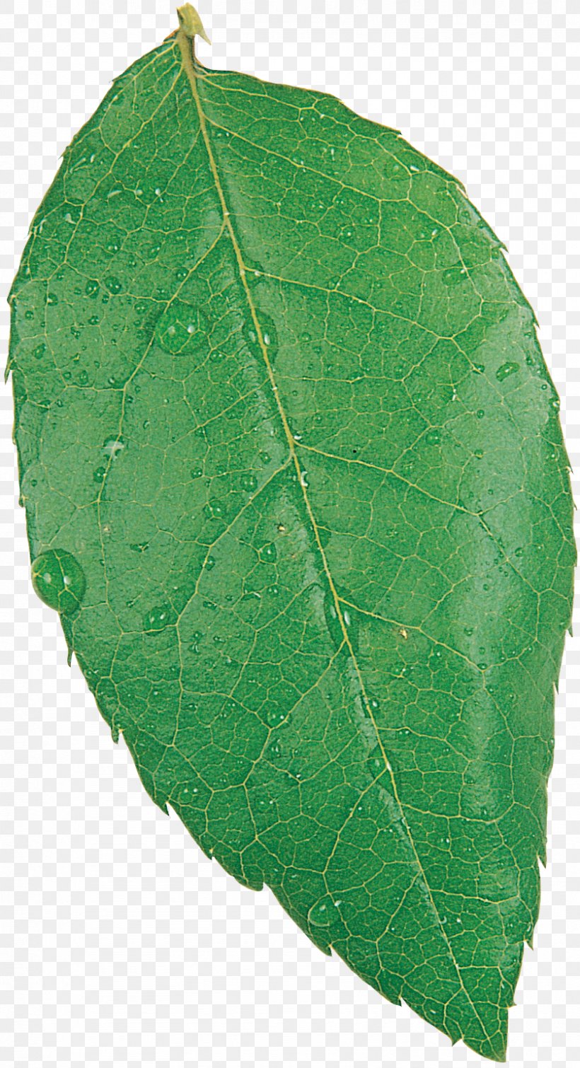 Plant Pathology Leaf, PNG, 837x1542px, Plant Pathology, Leaf, Pathology, Plant Download Free