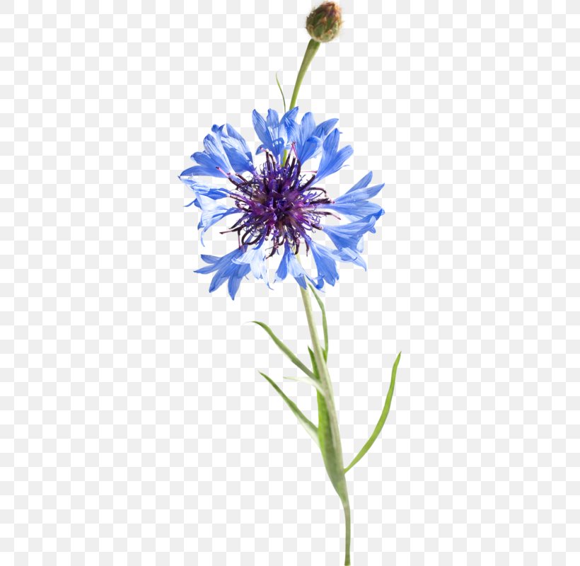 Watercolor: Flowers Watercolor Painting Cornflowers Pintura A La Acuarela, PNG, 317x800px, Watercolor Flowers, Artist, Aster, Botanical Illustration, Botany Download Free
