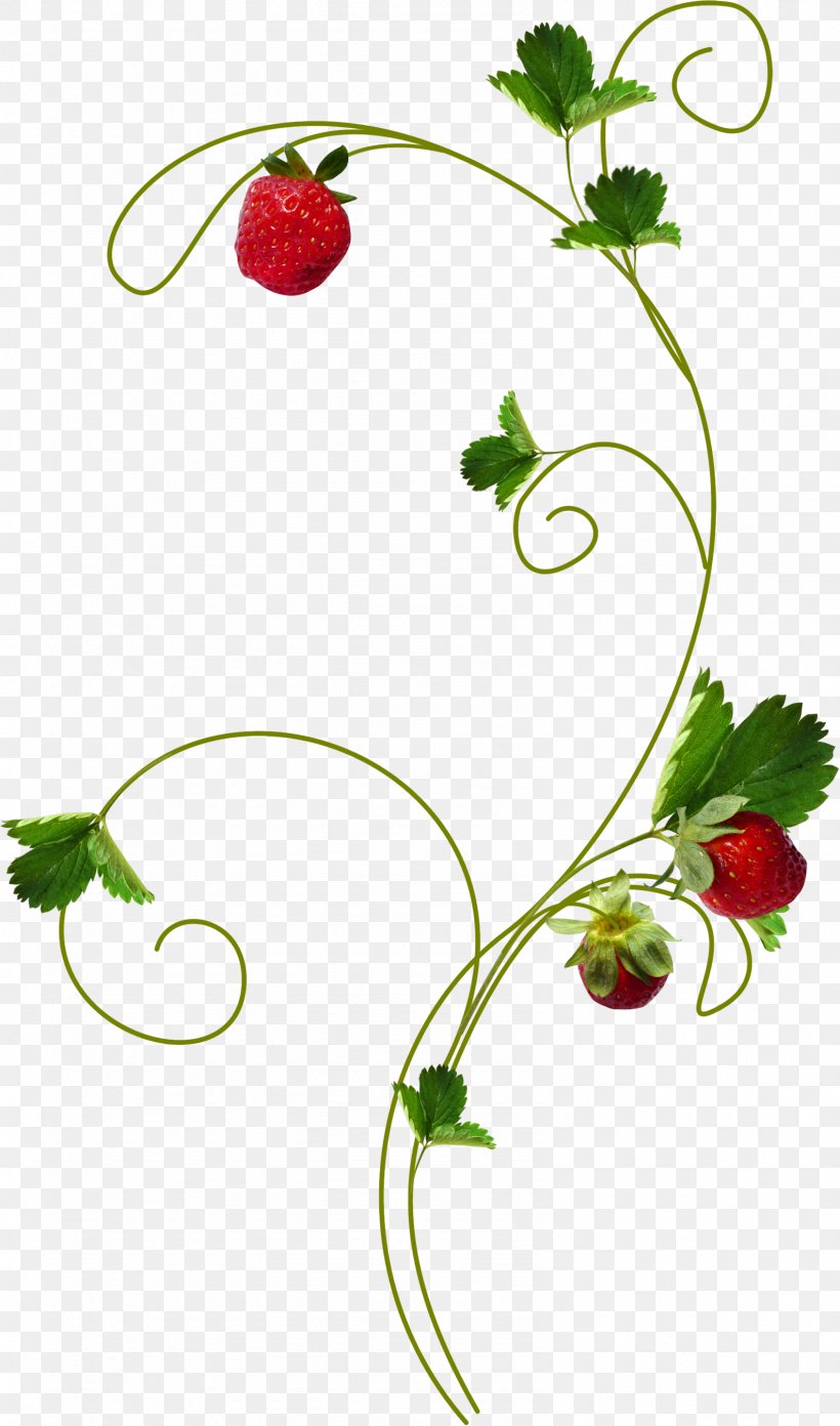 Blog Strawberry Clip Art, PNG, 1587x2695px, Blog, Amorodo, Berry, Branch, Flora Download Free