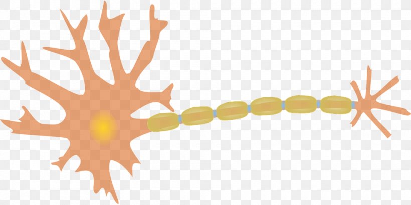 Neuron Brain Dendrite Axon Clip Art, PNG, 960x480px, Neuron, Axon, Brain, Brain Cell, Cell Download Free