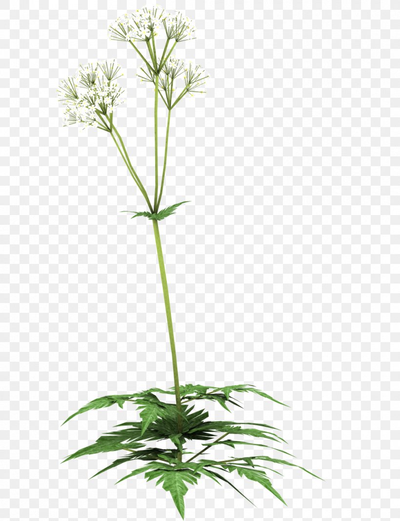 Pesto Cow Parsley Plant Herb, PNG, 1000x1300px, Pesto, Art, Cow Parsley, Flora, Flower Download Free