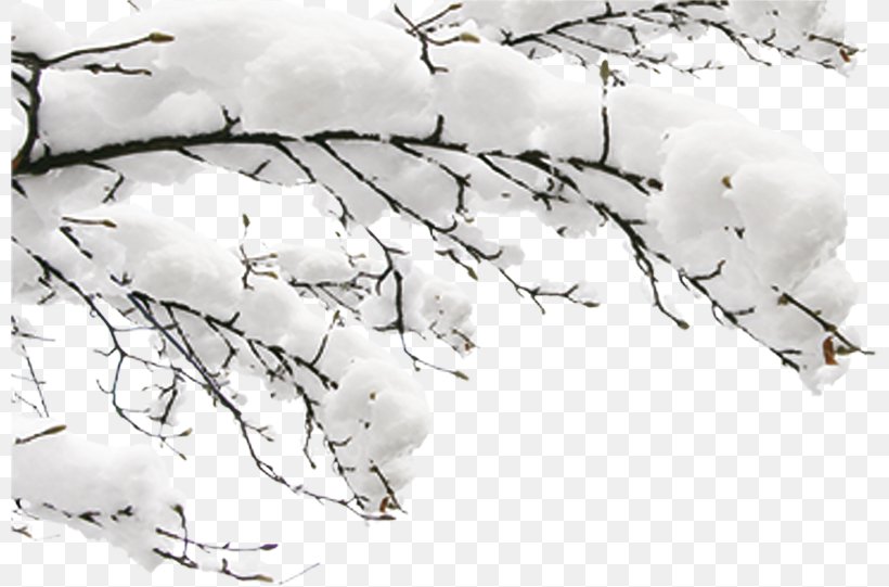 Snow Winter Fundal, PNG, 800x541px, Snow, Black And White, Branch, Cdr, Fundal Download Free