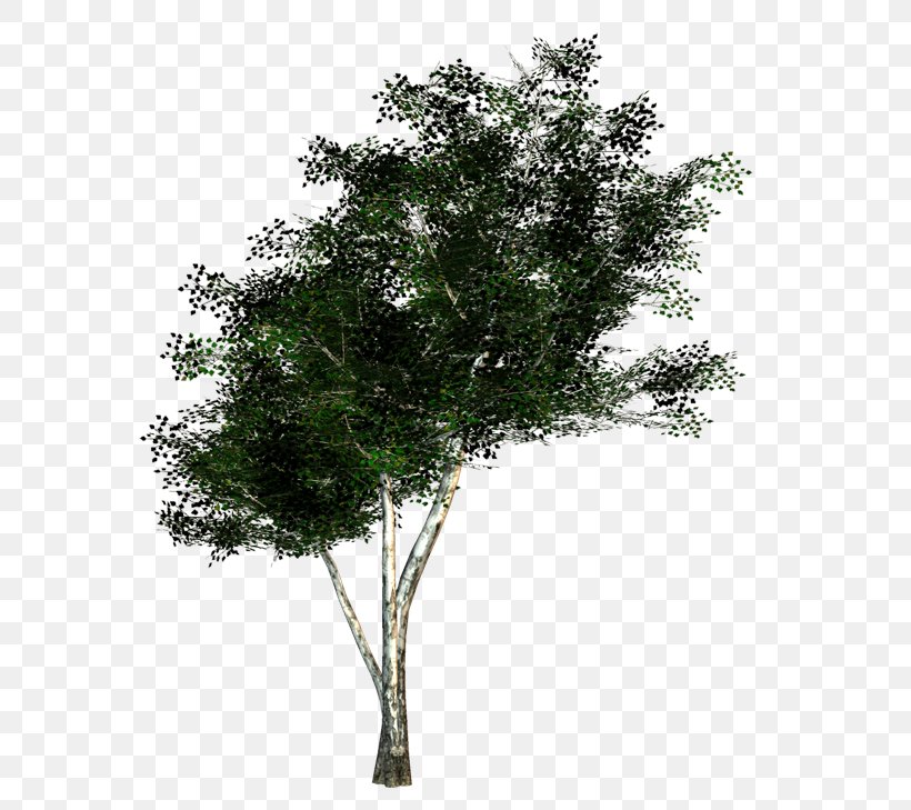 The Rider Tree Twig Woody Plant, PNG, 600x729px, Rider, Birch, Blog, Branch, Leaf Download Free