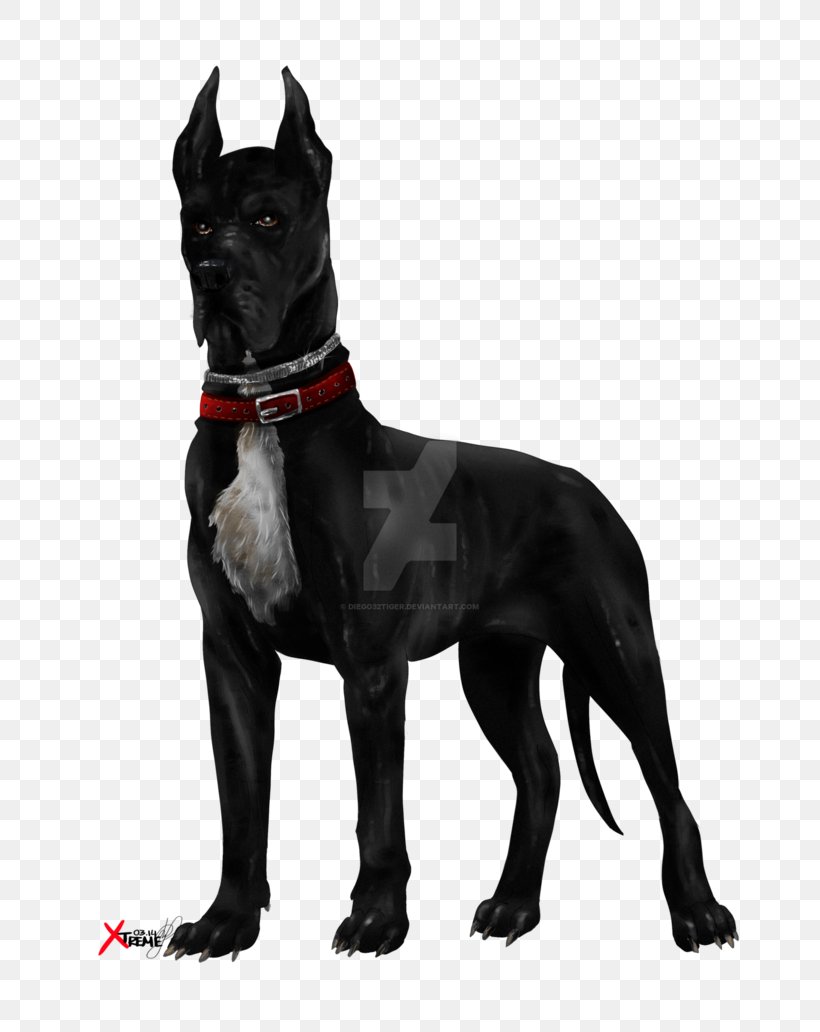 Cane Corso Great Dane Labrador Retriever Dog Breed Black Dog, PNG, 774x1032px, Cane Corso, Black Dog, Carnivoran, Dog, Dog Breed Download Free