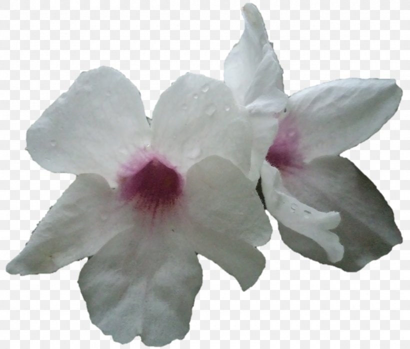 Moth Orchids Cattleya Orchids Herbaceous Plant, PNG, 1280x1091px, Moth Orchids, Cattleya, Cattleya Orchids, Flower, Flowering Plant Download Free