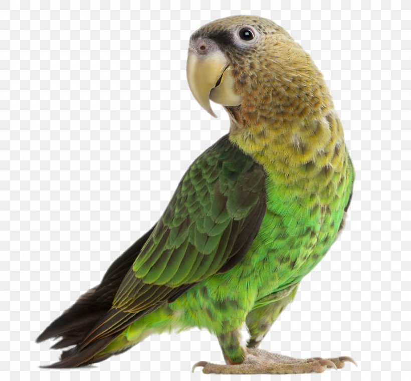 Parrot Lovebird Budgerigar Cockatiel, PNG, 1000x928px, Parrot, Beak, Bird, Birdcage, Budgerigar Download Free