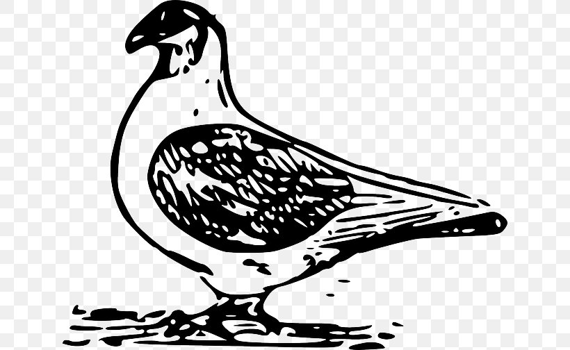 Columbidae Homing Pigeon Bird Clip Art, PNG, 640x504px, Columbidae, Artwork, Beak, Bird, Black And White Download Free